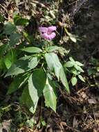 Image of Impatiens macrovexilla Y. L. Chen