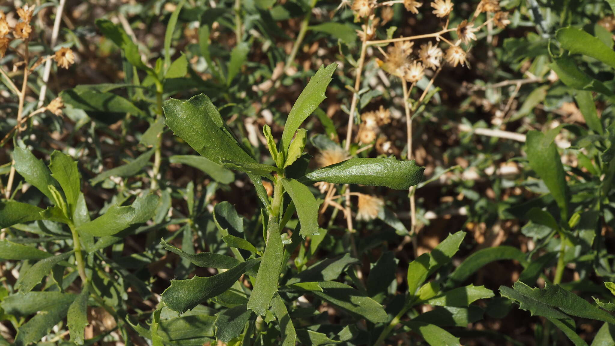 Image of alkali goldenbush