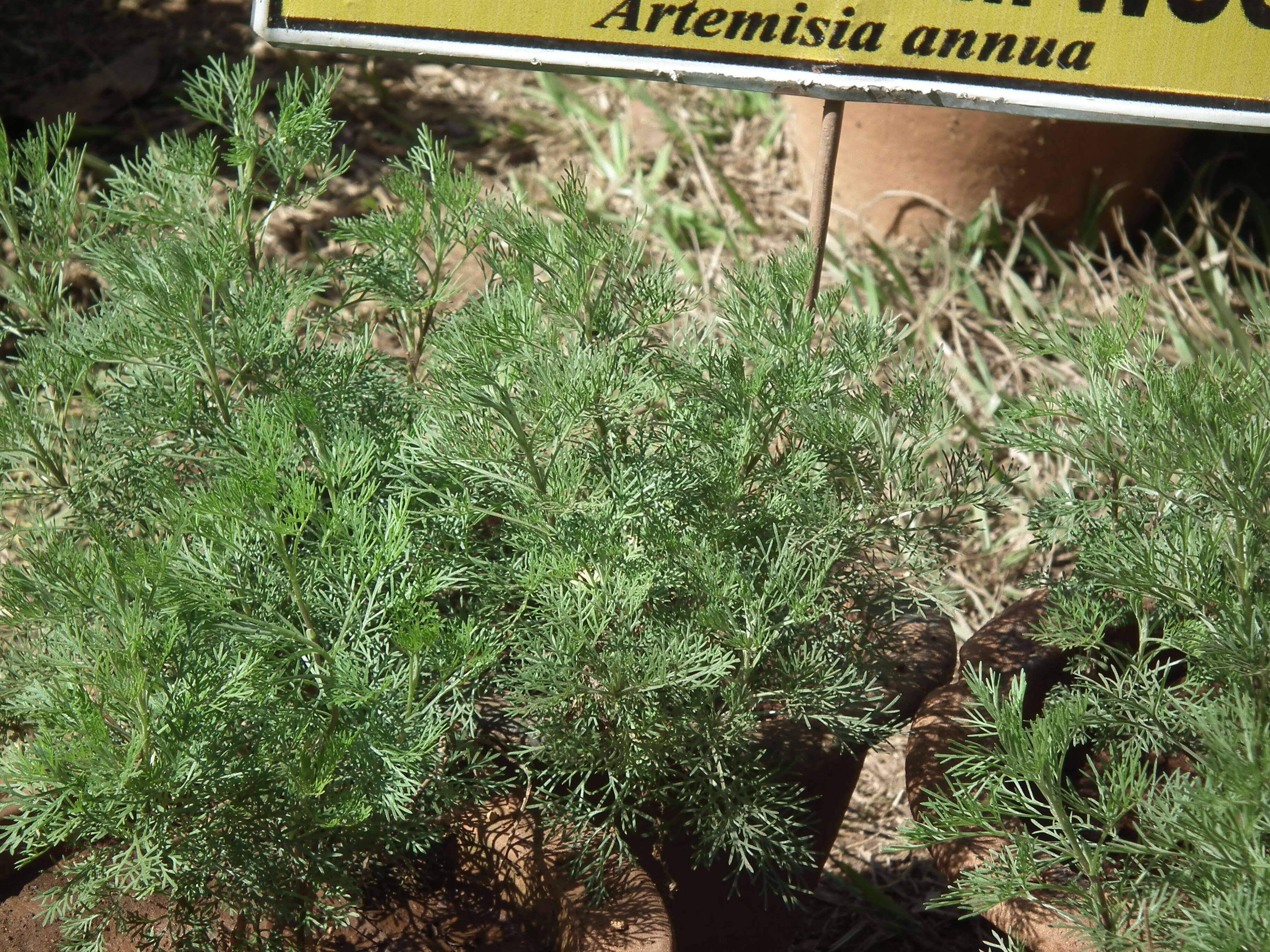 Image of sweet sagewort