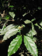 Image of Euonymus indicus Heyne ex Roxb.