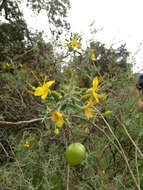 Image of Cleomella arborea var. globosa (Coville) J. C. Hall & Roalson