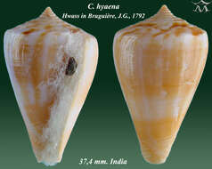 Image of Hyena Cone