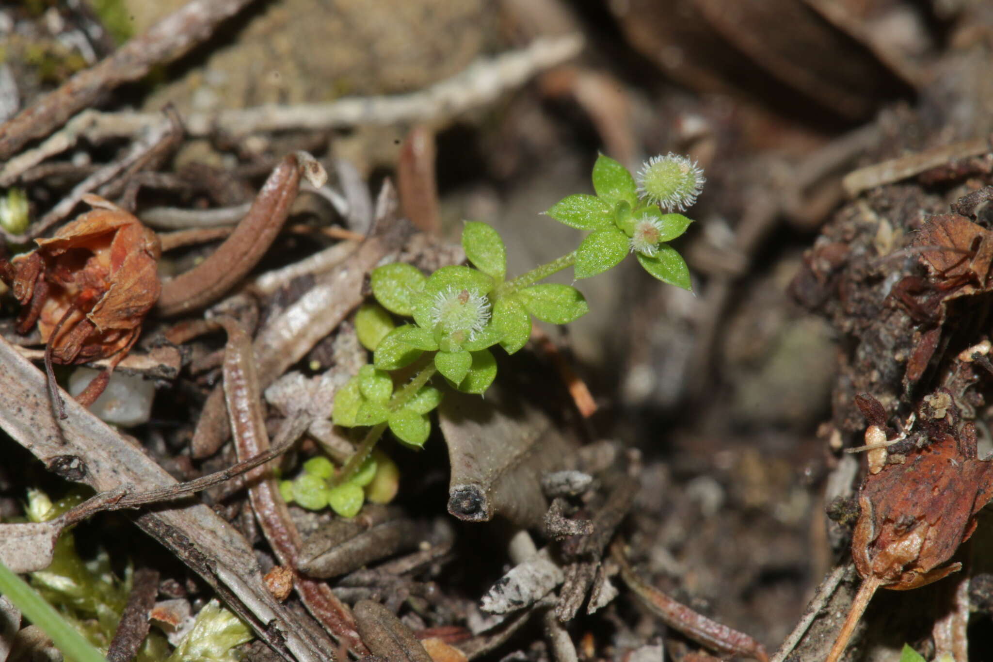 Plancia ëd Galium minutulum Jord.