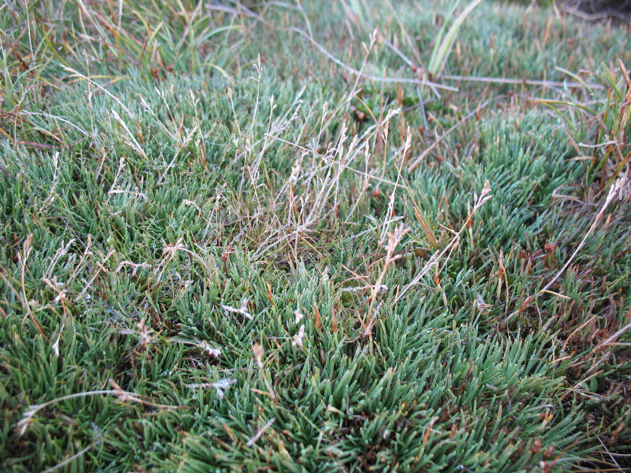 Image of Rytidosperma australe (Petrie) Connor & Edgar