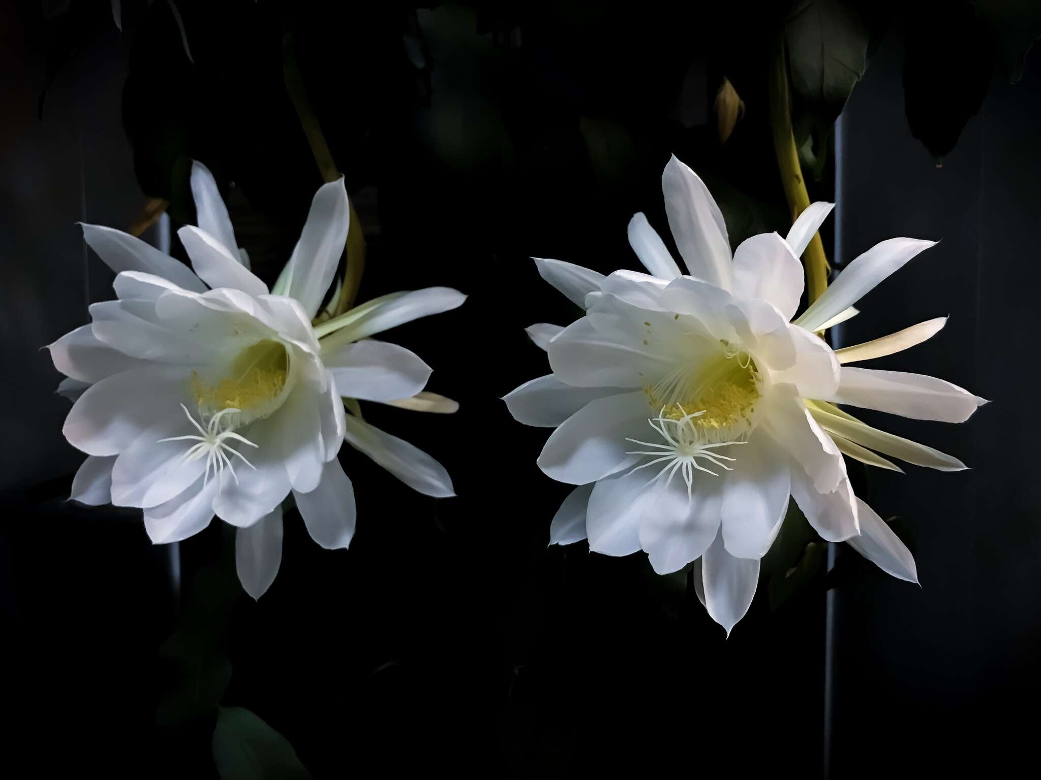 Image of climbing cactus