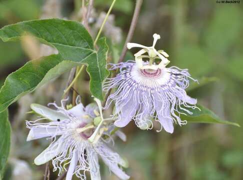 Plancia ëd Passiflora incarnata L.