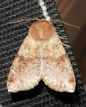 Image of Orthosia rubescens Walker 1865