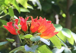 Image of African tulip tree