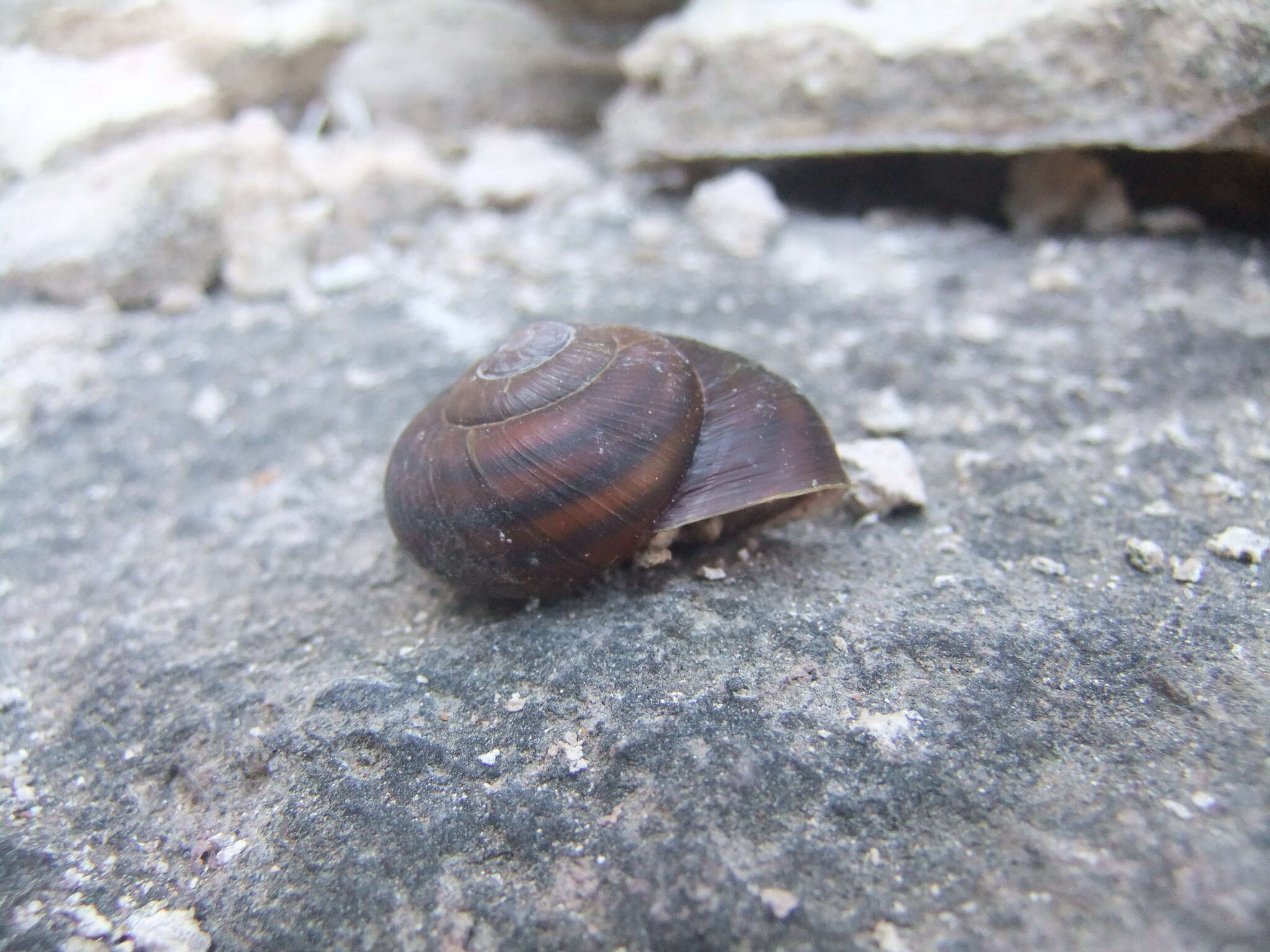 Image of Snail