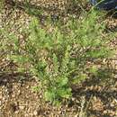 Image de Lepidium austrinum Small