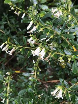 Image de Escallonia rosea Griseb.