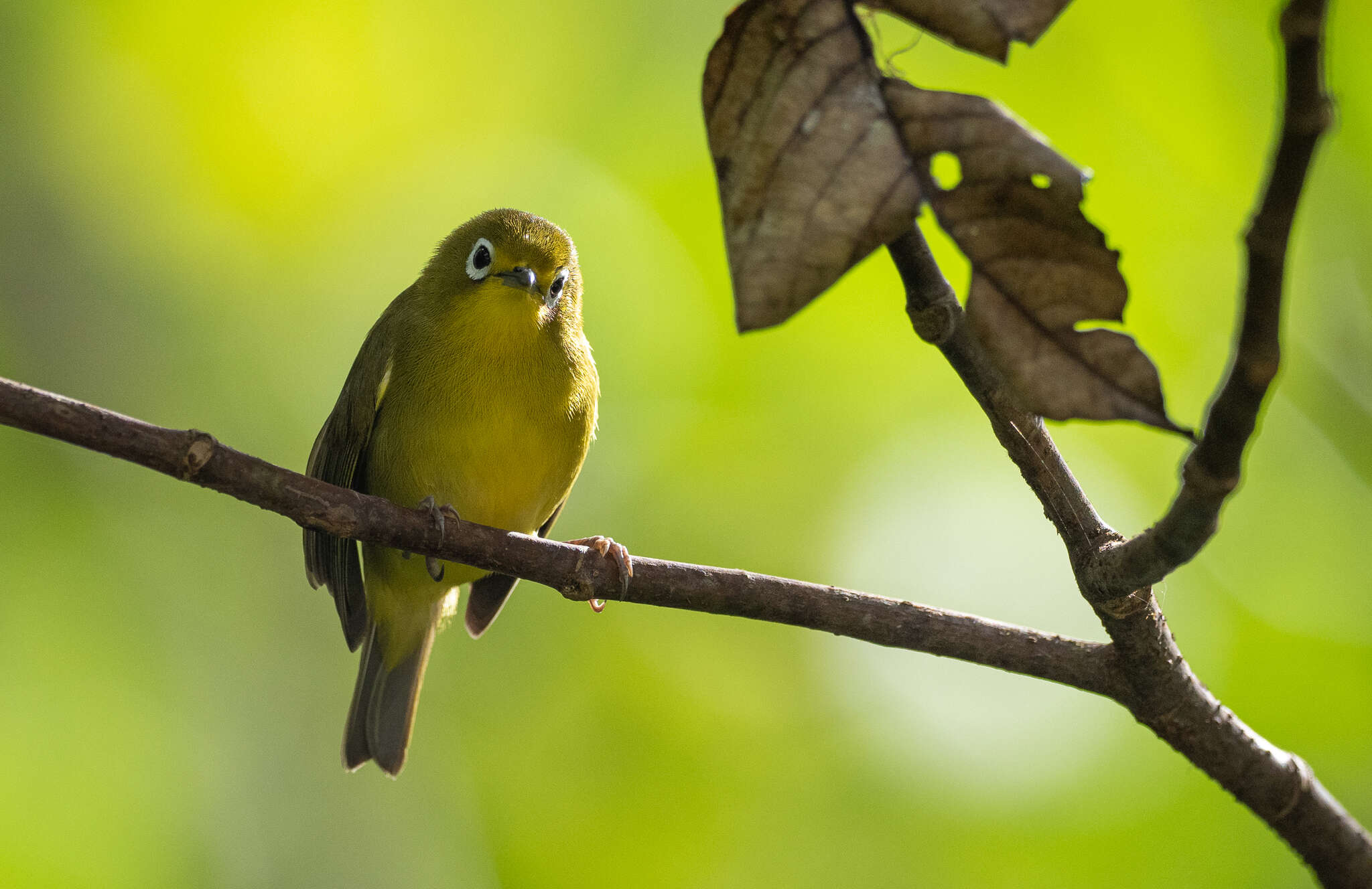 Image of Golden-yellow White-eye