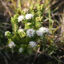 Image of Agathosma gonaquensis Eckl. & Zeyh.