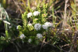 Image of Agathosma gonaquensis Eckl. & Zeyh.