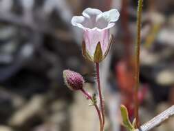 صورة Emmenanthe penduliflora var. rosea Brand