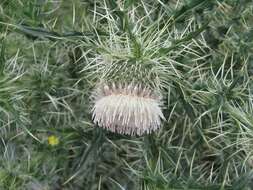 Image of Cirsium echinus (M. Bieb.) Hand.-Mazz.