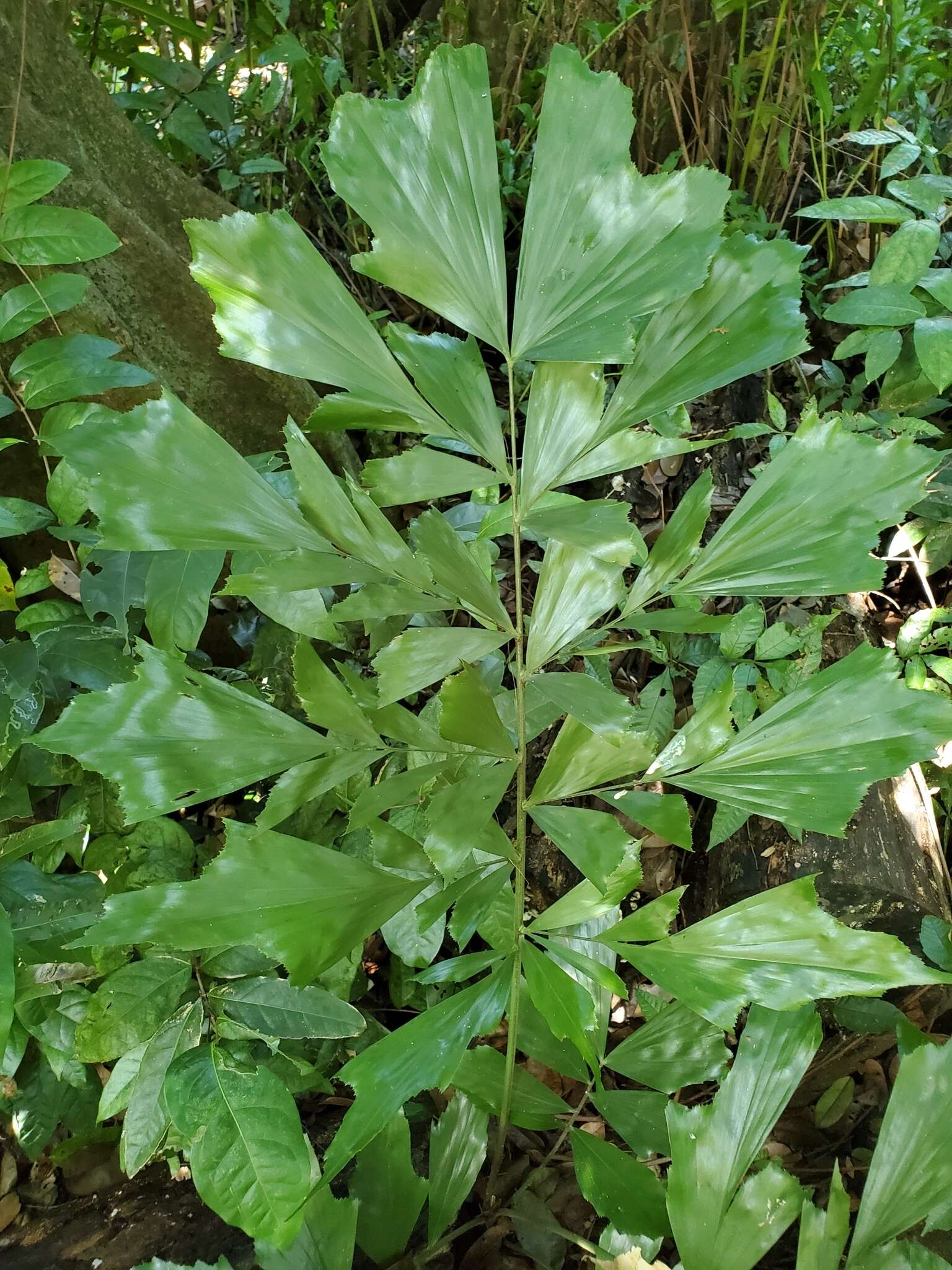 Caryota mitis Lour. resmi