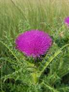 Plancia ëd Cirsium drummondii Torr. & A. Gray