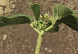 Image of threeseed croton