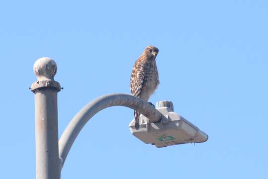 Image of Buteo lineatus elegans Cassin 1855