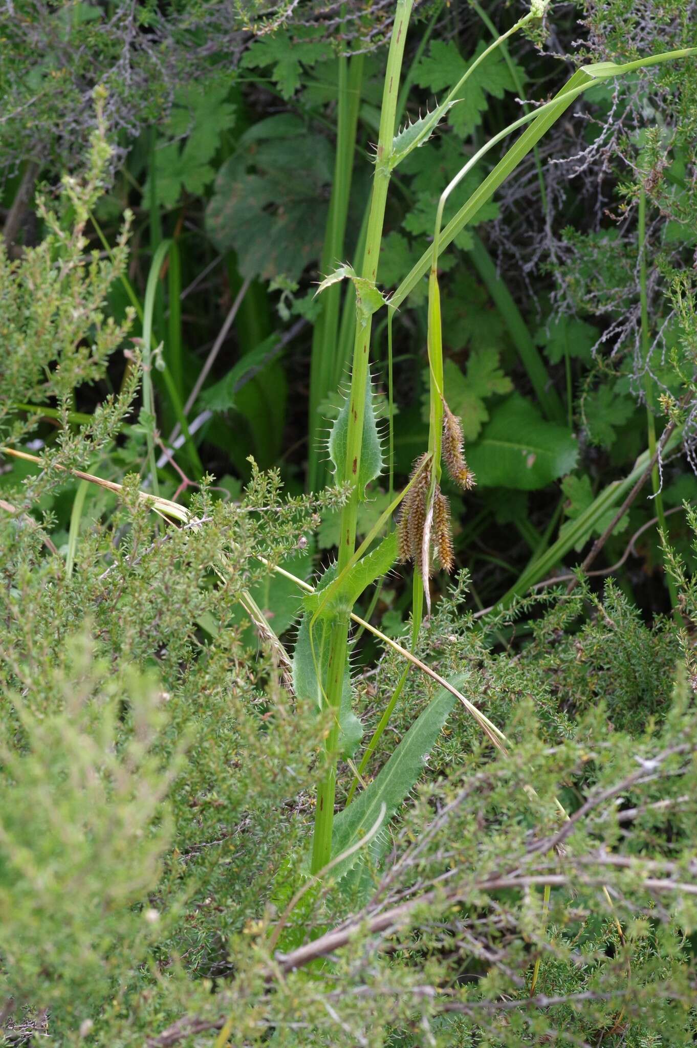 Image of Alepidea amatymbica Eckl. & Zeyh.