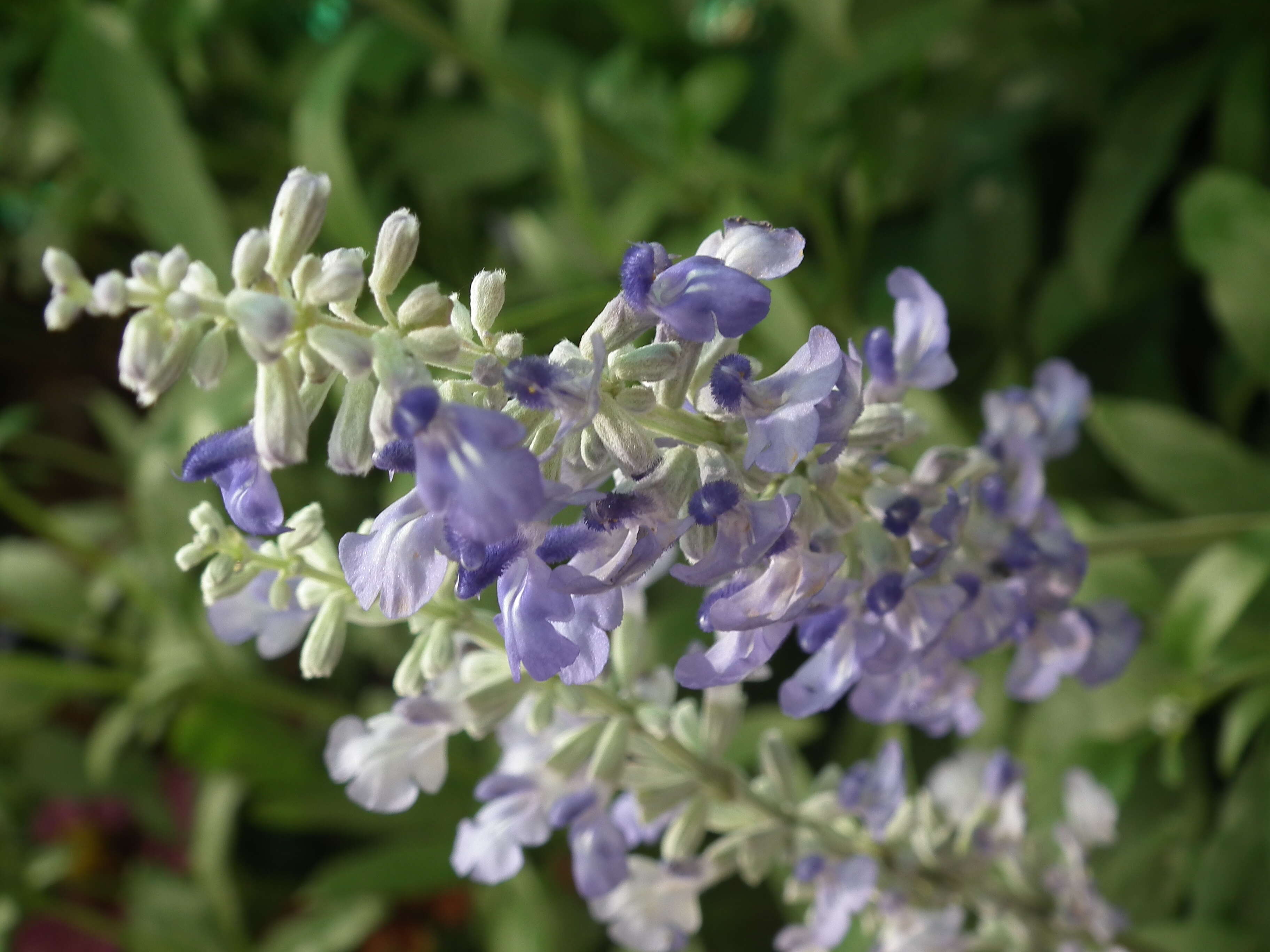 Image of mealycup sage