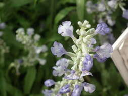 Image of mealycup sage