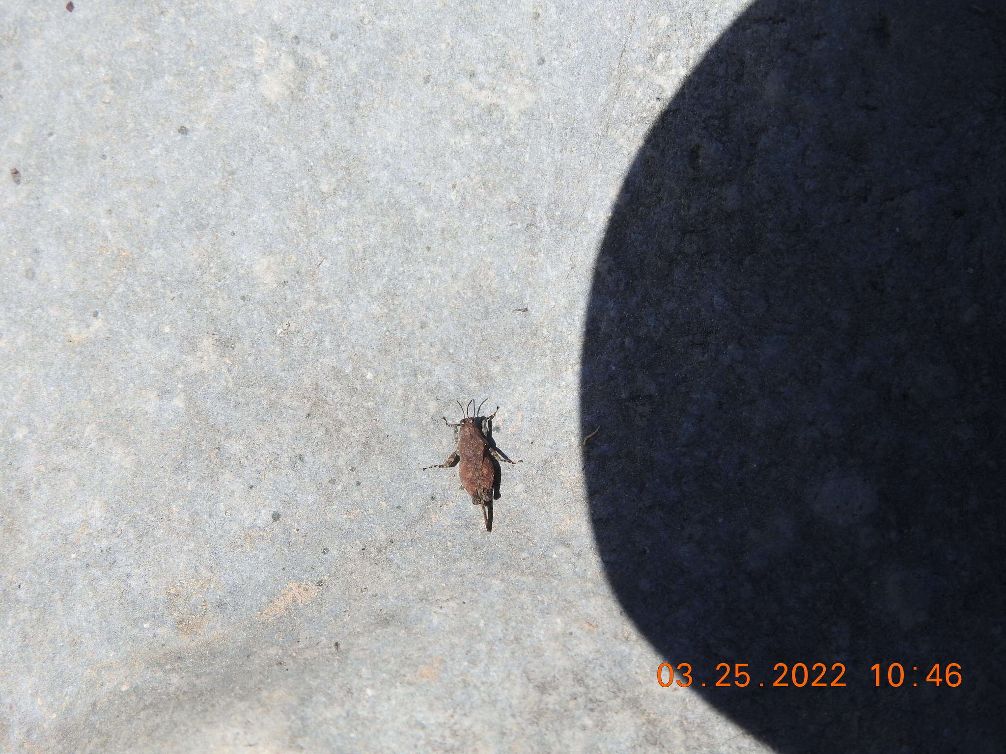 Image of Aztec Pygmy Grasshopper