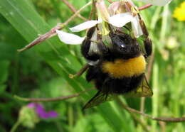 Image of Buff-tailed bumblebee