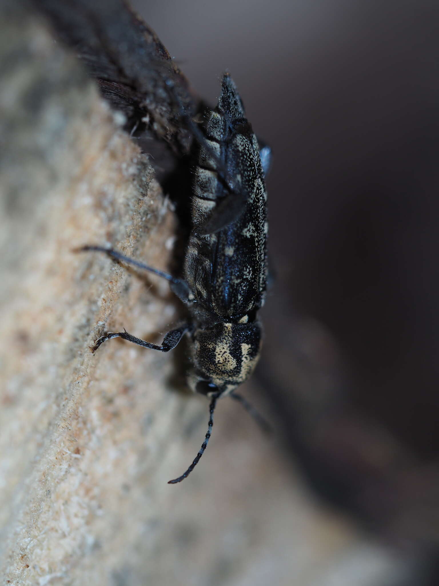 Sivun Xylotrechus (Rusticoclytus) rusticus (Linné 1758) kuva