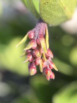 Image of Arctostaphylos uva-ursi subsp. uva-ursi