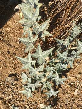 Image of coyote gourd