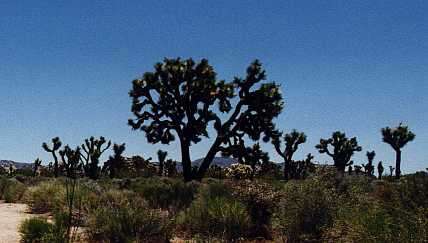 Слика од Yucca brevifolia Engelm.