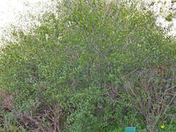 صورة Rhamnus crenulata Ait.