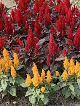 Image of <i>Celosia argentea</i> var. <i>plumosa</i>