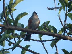 Image of Grey-throated Warbling Finch