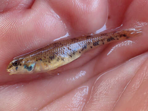 Image of Bluegrass darter