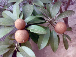 Image of sapodilla