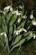 Image of Galanthus elwesii var. elwesii