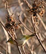 Image of Japanese White-eye