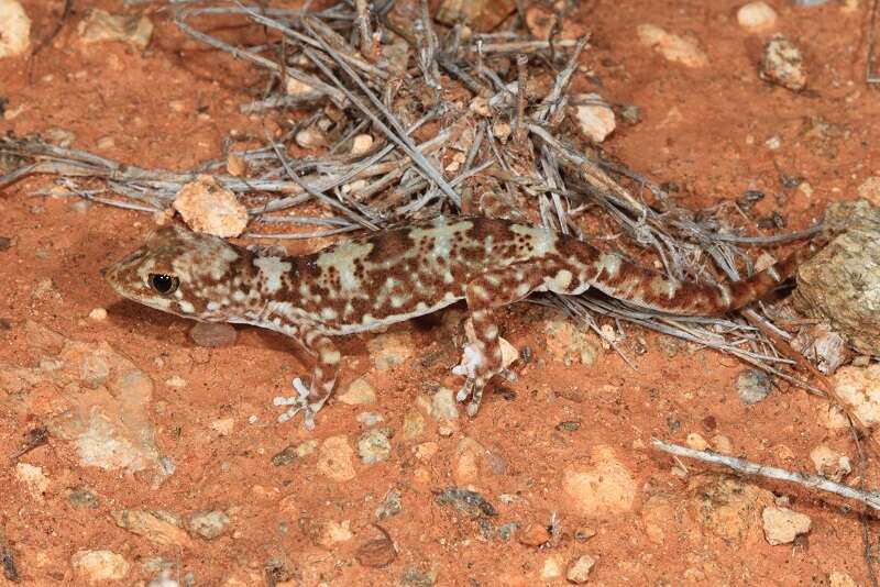 Image of Byrne's Gecko