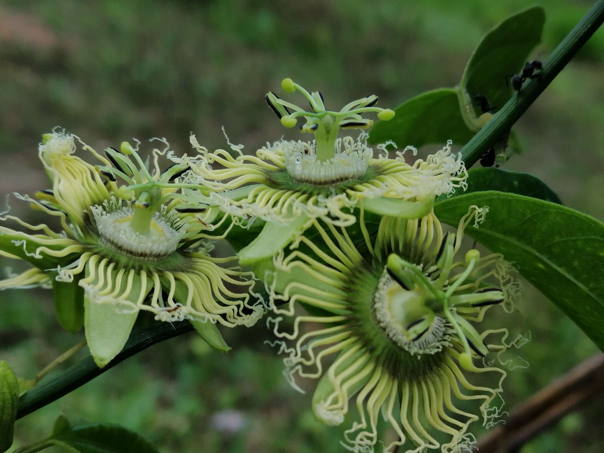 Passiflora auriculata Kunth的圖片