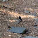 Image of White-browed Bush Robin