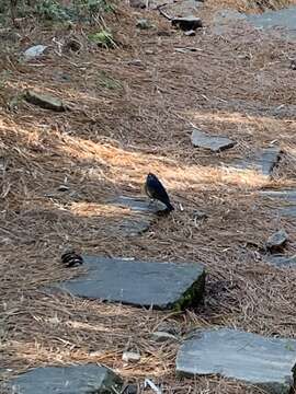 Image of White-browed Bush Robin