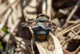 Image of Phasia subcoleoptrata (Linnaeus 1767)