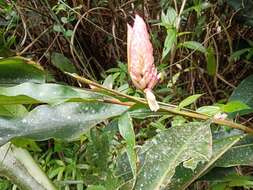 Image of Alpinia sessiliflora Kitam.