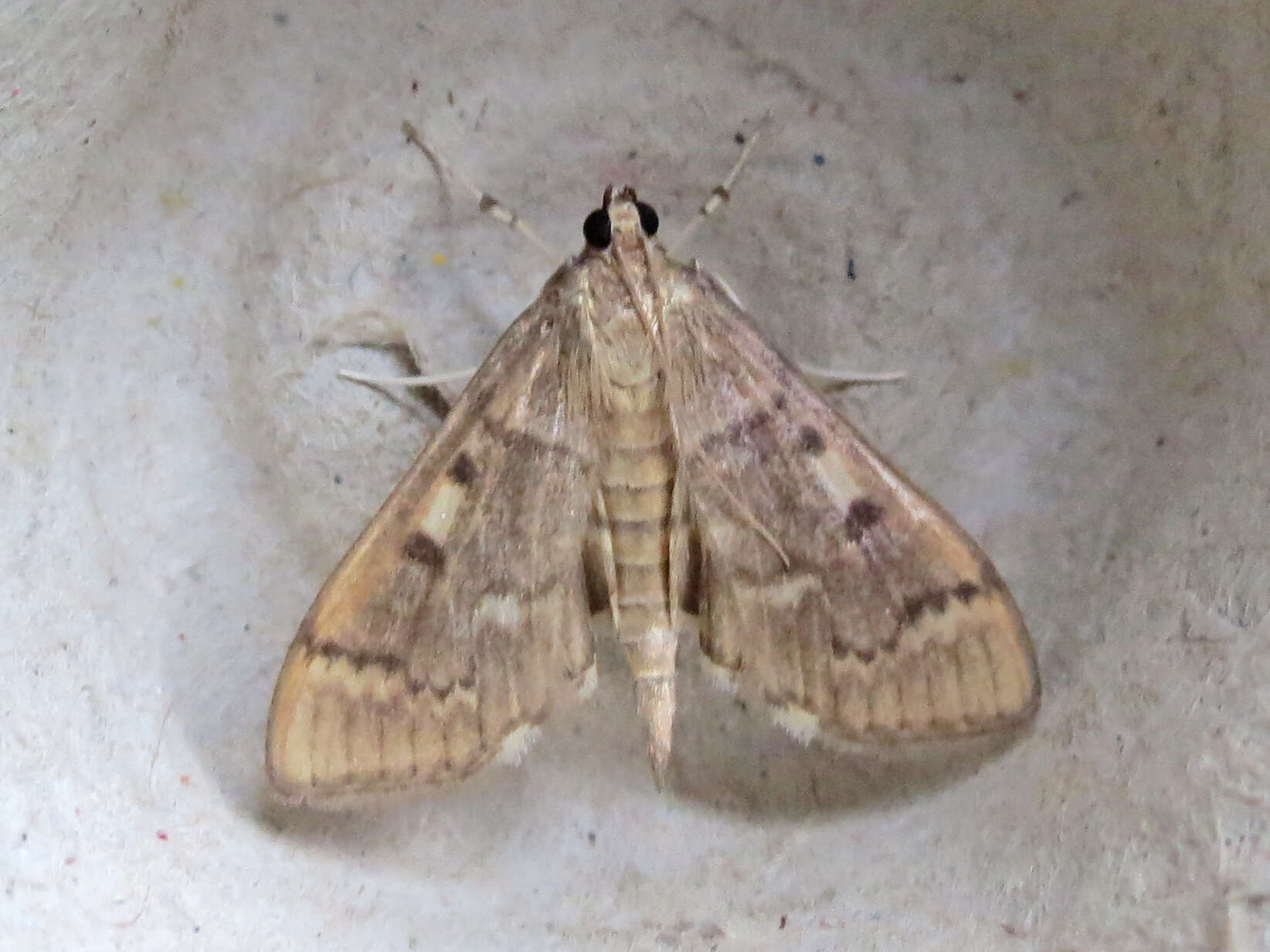 Image of Serpentine Webworm