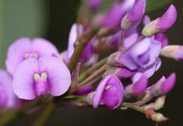 Image of coral-pea