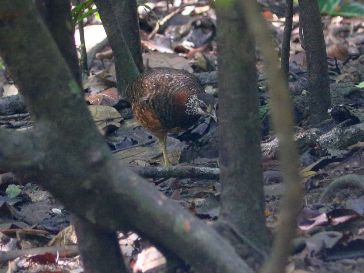 Imagem de Tropicoperdix graydoni