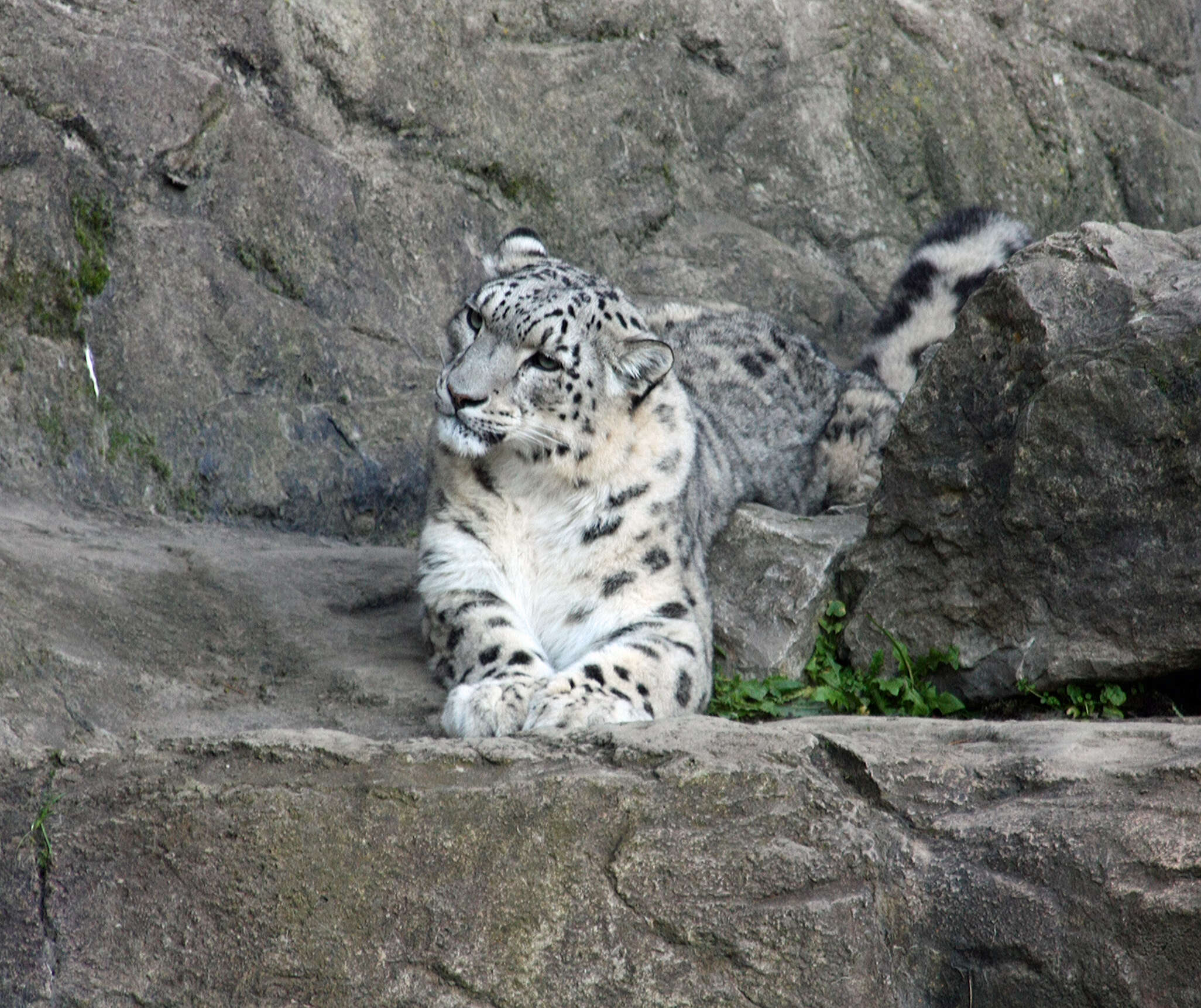 Image of Snow leopard